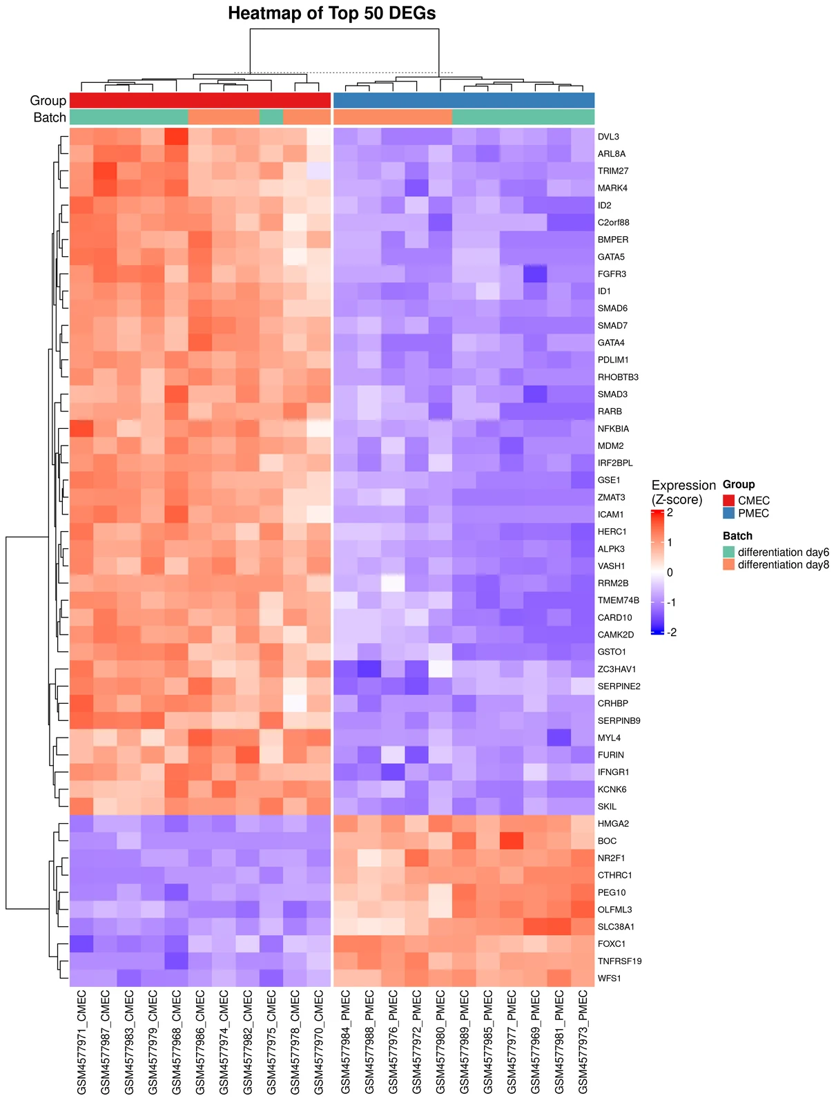 Heatmap of top 50 DEGs from TransXplorer with CMEC and PMEC samples clustering separately on the column dendrogram, Group annotation row showing clean separation, Batch annotation row showing day 6 and day 8 scrambled across both clusters indicating successful batch correction